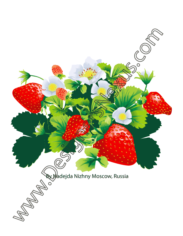 006- free vector strawberry graphic flower blossoms